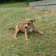 Staffordshire bull terrier Cæsar