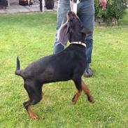 Rottweiler Tiva