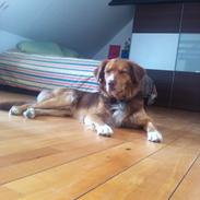 Blanding af racer Conrad