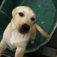 Labrador retriever Mojo