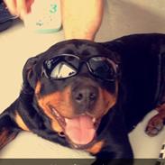 Rottweiler Rosie