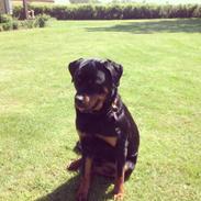 Rottweiler Rosie