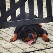 Rottweiler Rosie