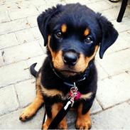 Rottweiler Rosie