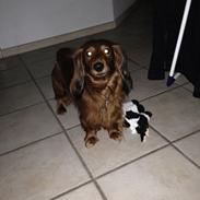 Dværggravhund Kenzo (King/Kejser)