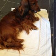 Dværggravhund Kenzo (King/Kejser)