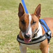 Bullterrier miniature Otto
