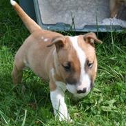 Bullterrier miniature Otto