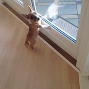 Bullterrier miniature Otto