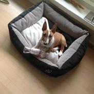 Bullterrier miniature Otto