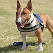 Bullterrier miniature Otto