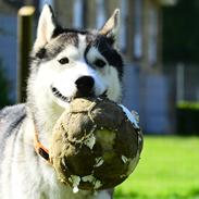Siberian husky Bobski'