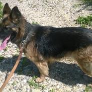 Schæferhund Sille