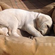 Labrador retriever Sika