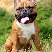 Fransk bulldog Arnold