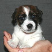 Jack russell terrier Albus