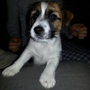 Jack russell terrier Albus