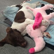 Blanding af racer Sheila