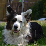 Welsh corgi cardigan Birkebakkens Samson