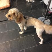 Blanding af racer Dobby (Goldendoodle)