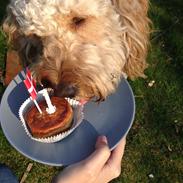 Blanding af racer Dobby (Goldendoodle)