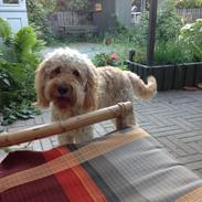 Blanding af racer Dobby (Goldendoodle)