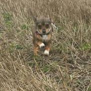 Blanding af racer Nova