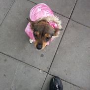 Blanding af racer Nova