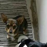 Blanding af racer Nova