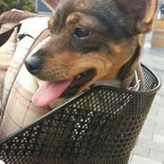 Blanding af racer Nova