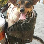 Blanding af racer Nova