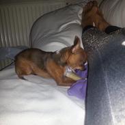 Chihuahua Elly aka mini sesse snøvsen mosekonen