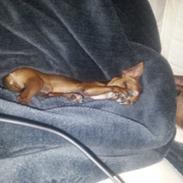 Chihuahua Elly aka mini sesse snøvsen mosekonen