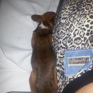 Chihuahua Elly aka mini sesse snøvsen mosekonen