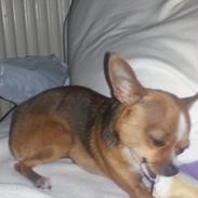 Chihuahua Elly aka mini sesse snøvsen mosekonen