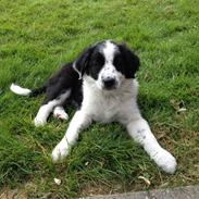 Border collie ABBY