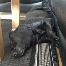 Labrador retriever Rana Schirmer 