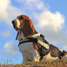 Basset hound Sally