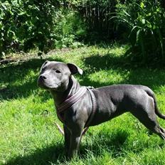 Staffordshire bull terrier Mumu
