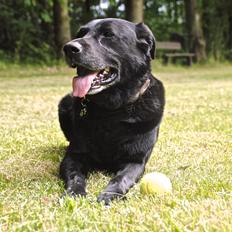 Labrador retriever Newton <3