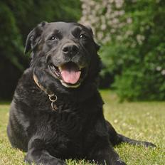Labrador retriever Newton <3
