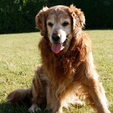 Golden retriever Buller