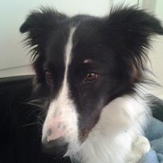 Border collie Kato