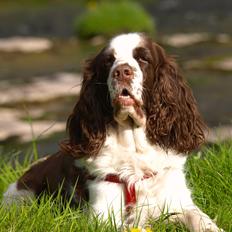 Engelsk springer spaniel Ziroc Slot's Dominique (Døgg)