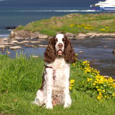 Engelsk springer spaniel Ziroc Slot's Dominique (Døgg)
