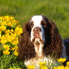 Engelsk springer spaniel Ziroc Slot's Dominique (Døgg)