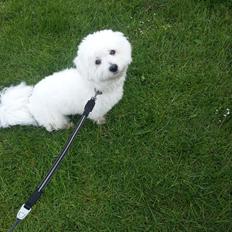 Coton de tulear Lucky