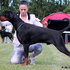 Dobermann Destiny´s Phoenix In The Spotlight aka Bentley