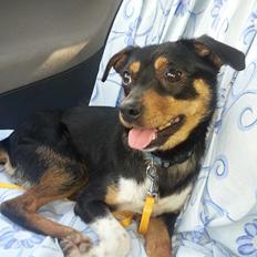 Blanding af racer Pika