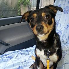 Blanding af racer Pika